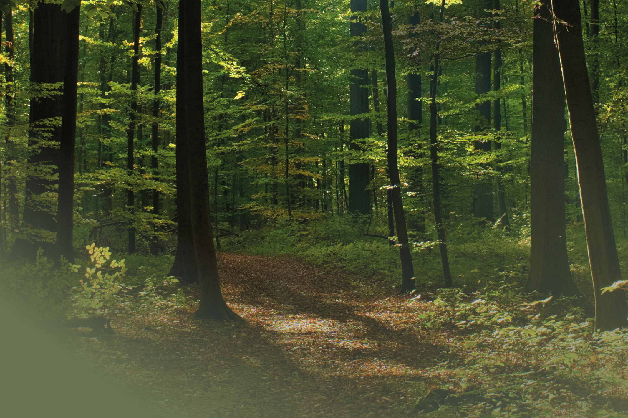 Skogsstig i tät skog